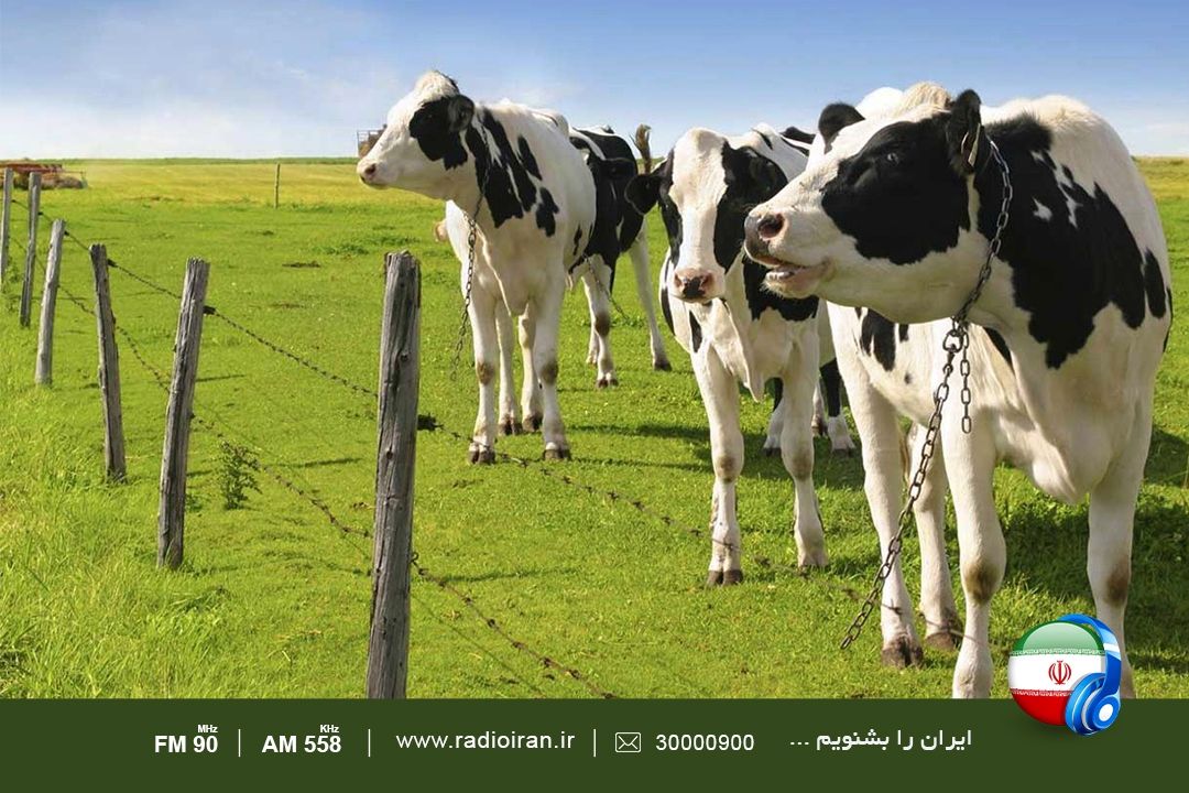 طرح دامدار كارت، موفق عمل نكرد