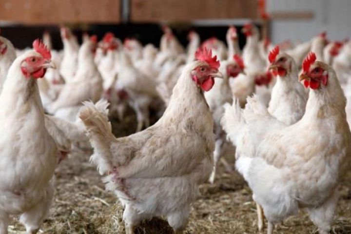 مرغ نژاد آرین 10 درصد سهم بازار كشور را در اختیار دارد