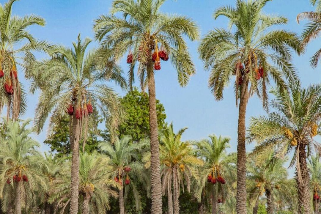 تولید 250 هزار تن خرما در خوزستان / طرح جامع نخیلات در استان عملیاتی می شود