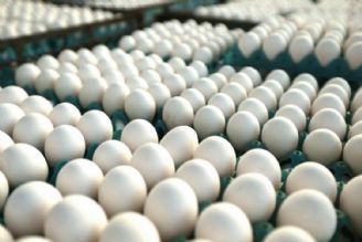 دولت قیمت تخم مرغ را اصلاح كند