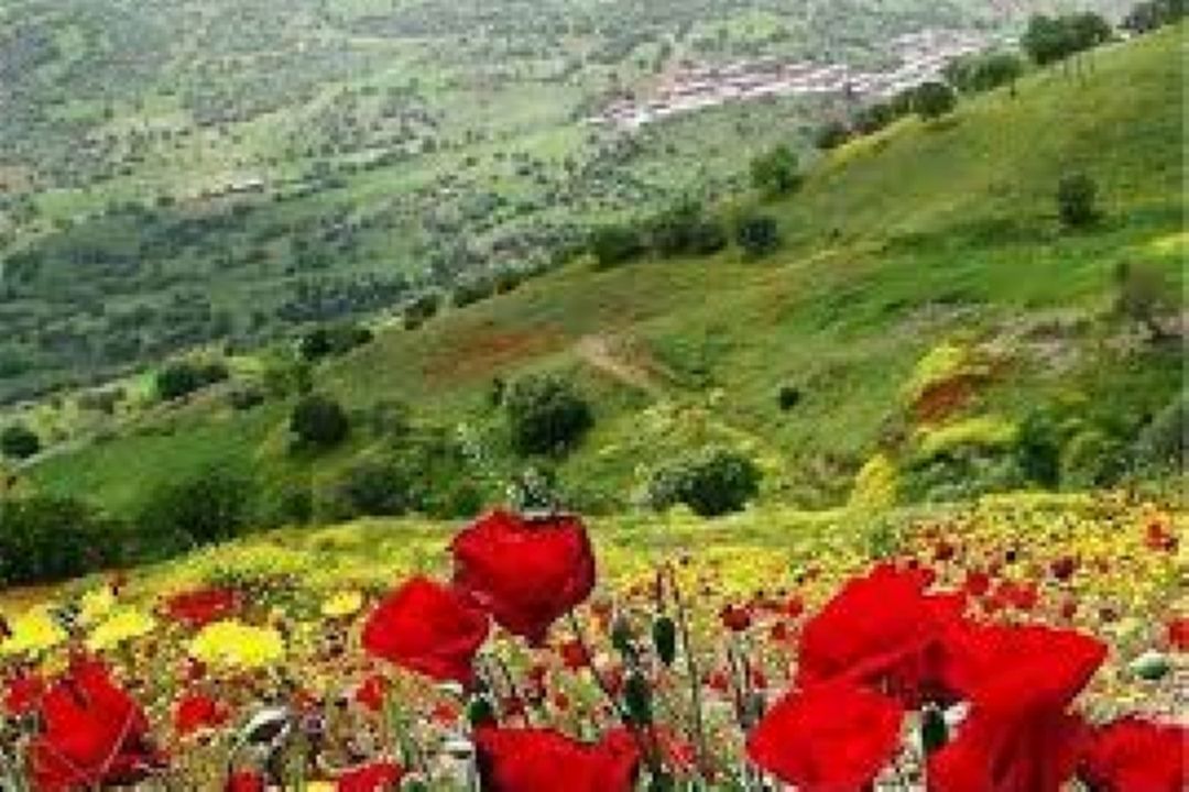 قطعه محلی با عنوان با صدای حامد زمانی