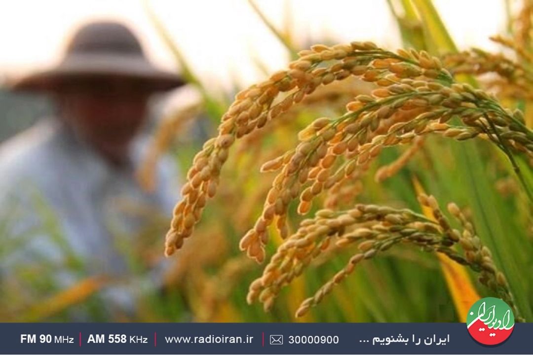 مدیریت نادرست سبب انباشت برنج در استان های شمالی شده است