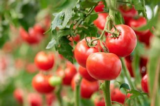 ایران پنجمین كشور تولید كننده گوجه فرنگی صنعتی در دنیا/ توسعه صنایع تبدیلی در كشور ضرورت دارد
