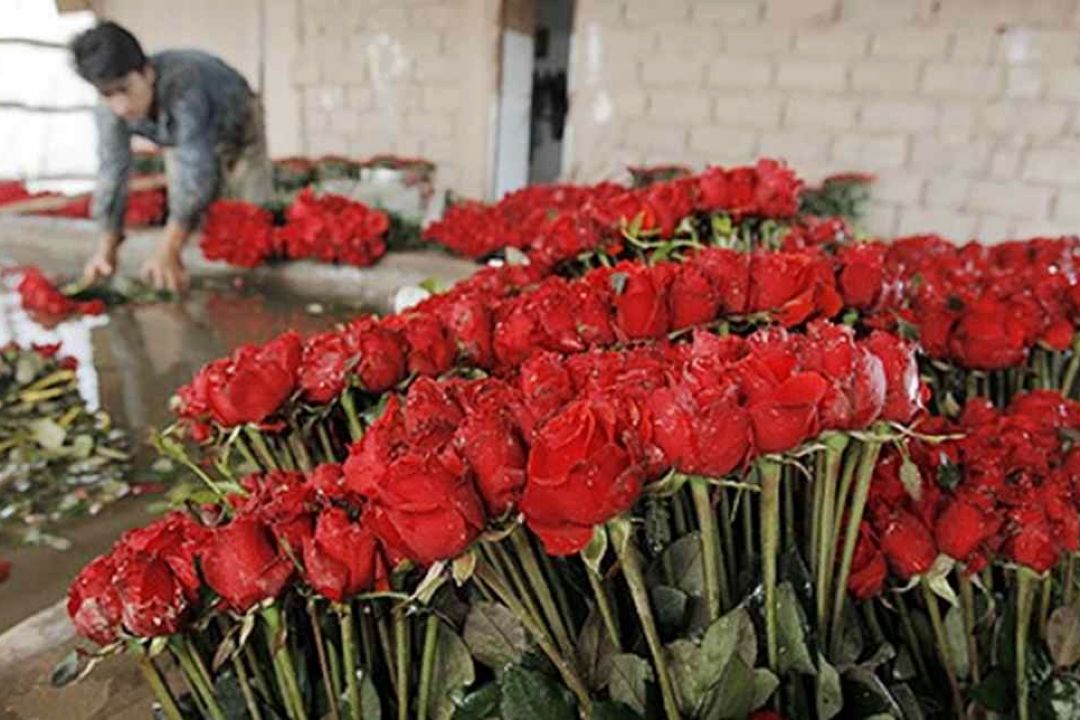 بررسی بازار تولید و صادرات گل رز
