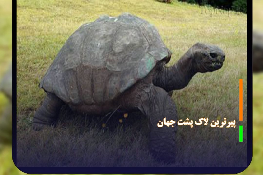 جاناتان پیرترین لاك پشت جهان 190 ساله شد