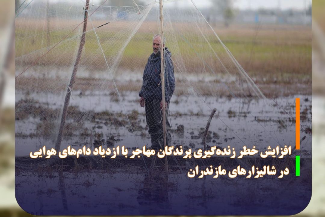 افزایش خطر زنده‌گیری پرندگان مهاجر با ازدیاد دام‌های هوایی در شالیزارهای مازندران