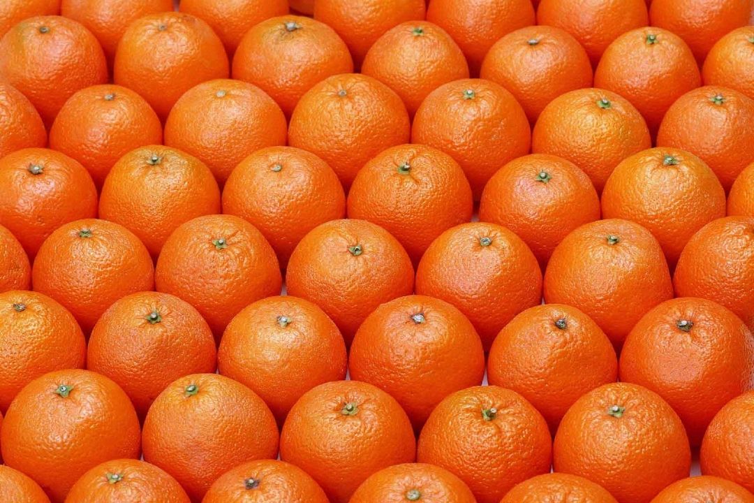 مردم از نارنگی و پرتقال های سبز استفاده كنند
