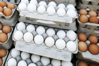 ركورد تولید تخم‌مرغ در كشور شكست/ كاهش قیمت تخم‌مرغ 