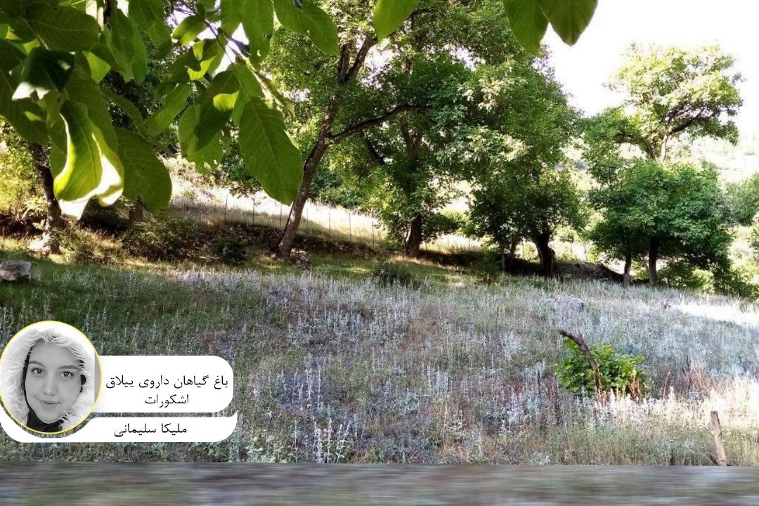 عكس ارسالی مخاطب گرامی " ملیكا سلیمانی " با عنوان " باغ گیاه داروی ییلاق اشكورات "