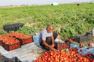 تولید 970 هزار تن انواع محصولات سبزی و صیفی در بوشهر +فایل صوتی