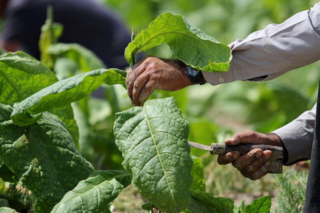 منهای نفت - اقتصاد توتون