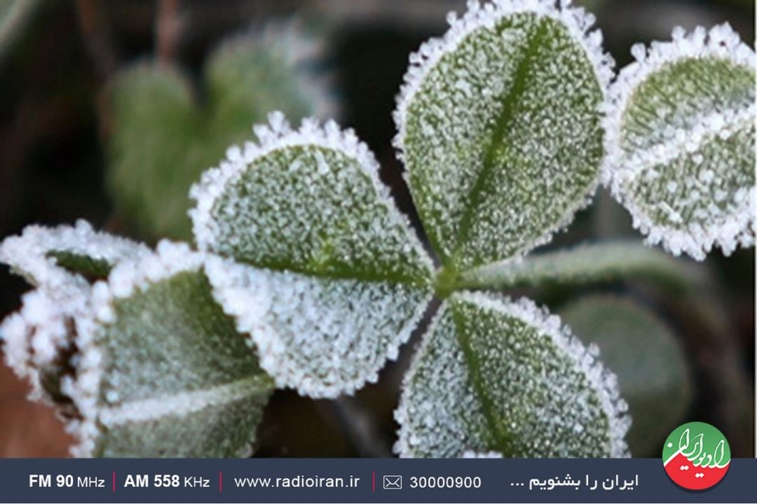 نوسانات دمایی باعث توقف رشد گیاه می شود