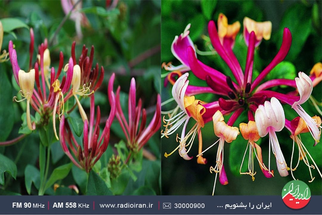  امین الدوله به خانه های قدیمی زندگی می بخشد