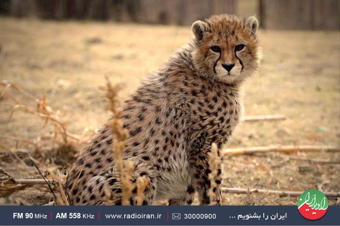 توله یوز ایرانی چگونه تلف شد