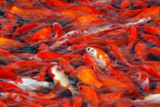ماهی قرمز شب عید نخرید/ احتمال بروز بیماری‌های پوستی