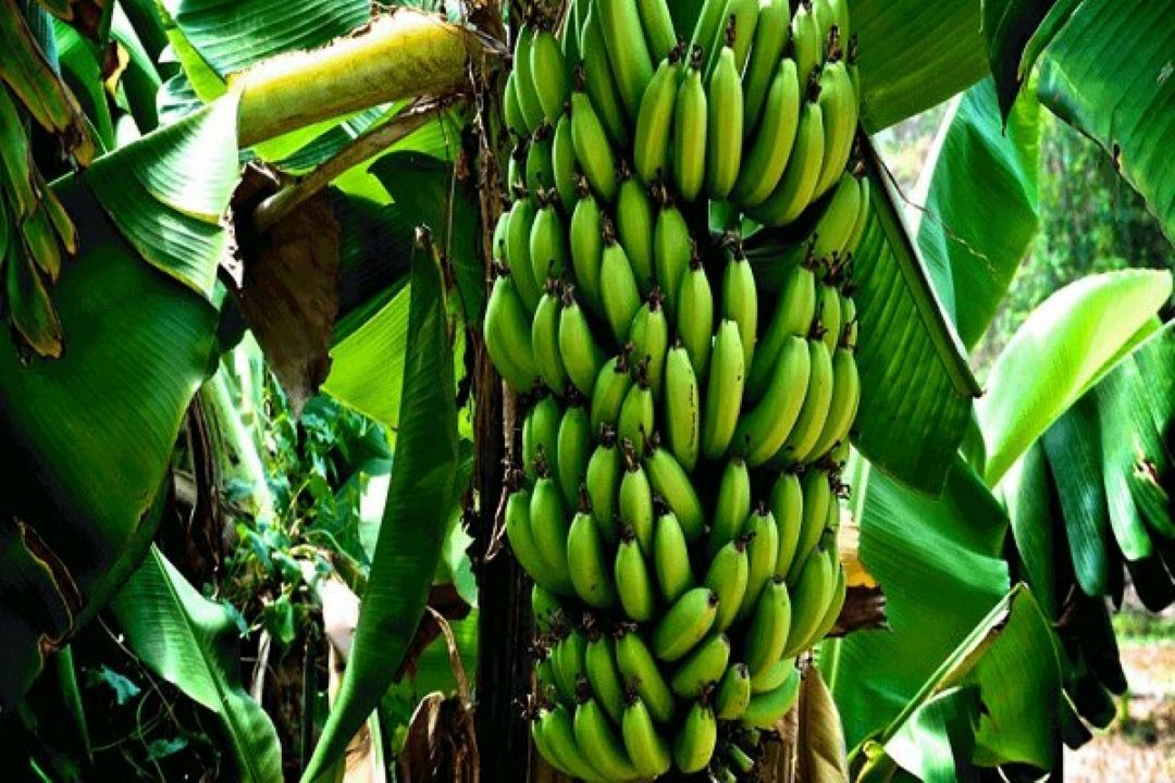 توسعه باغات موز سیستان و بلوچستان