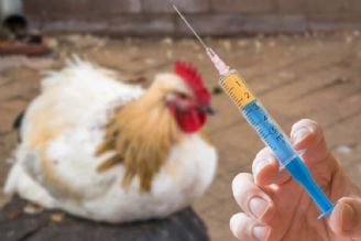 تولید 50 درصد واكسن آنفولانزا فوق حاد پرندگان در كشور