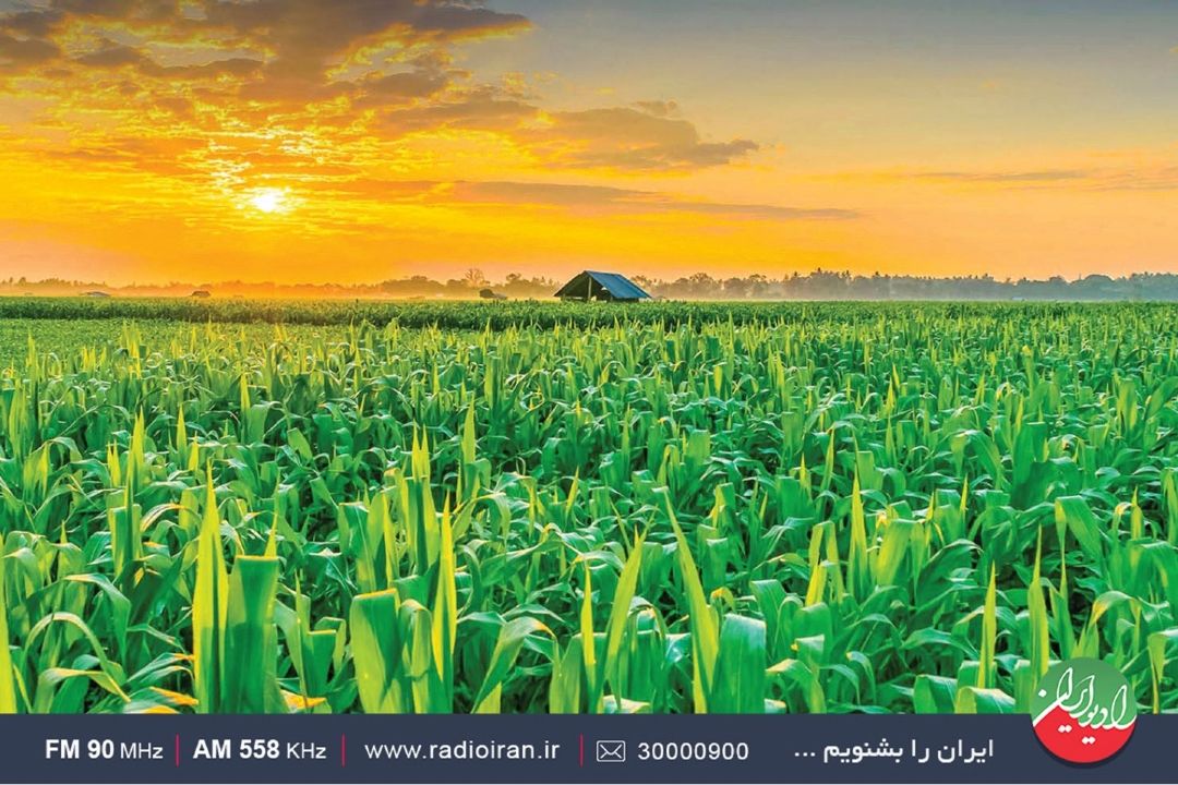 تازه های صنعت كشاورزی در «سبزینه»