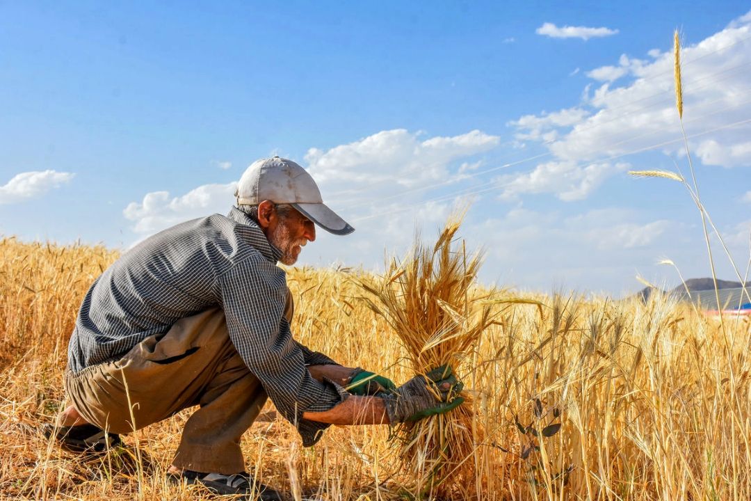گلایه گندم كاران از قیمت خرید تضمینی 