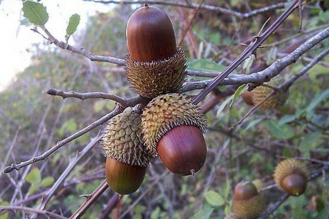 ایران به لحاظ پوشش جنگلی؛ كشوری فقیر است