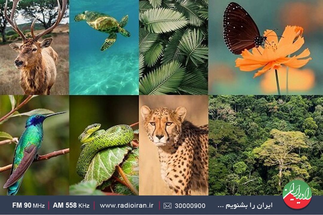 برنامه «سیاره آبی» به بهانه روز جهانی تنوع زیستی با دكتر پرهام دیباج كارشناس حیات وحش و تنوع زیستی 