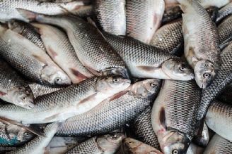 افزایش قیمت 20 هزارتومانی ماهی