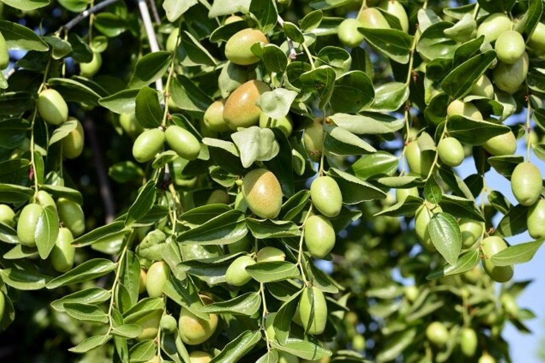 تولید زیتون در زنجان و مشكلات زیتون كاران