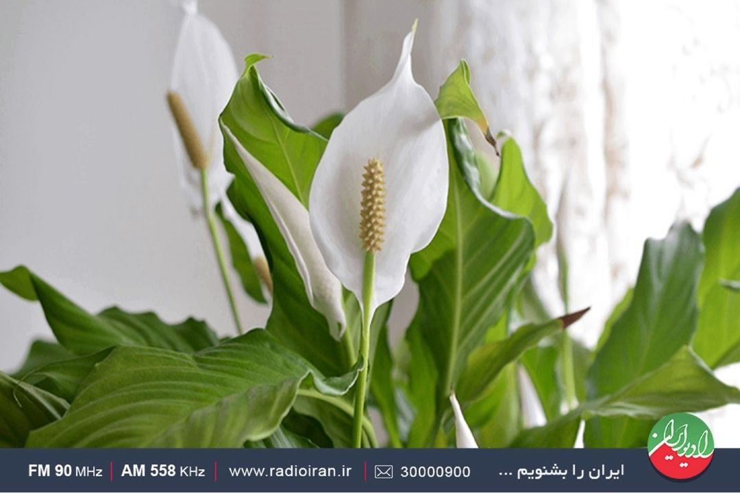 اسپاتی فیلو گیاهی سازگار با محیط 