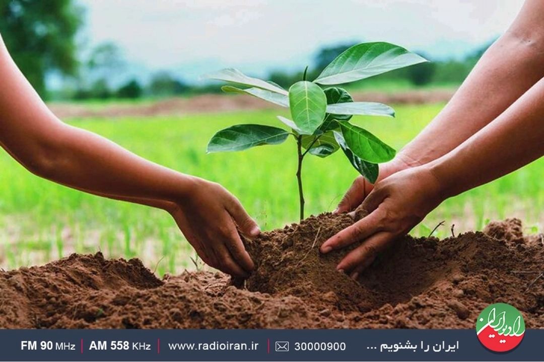 «رهاورد» و دانش بنیان ها و كاشت یك میلیون درخت