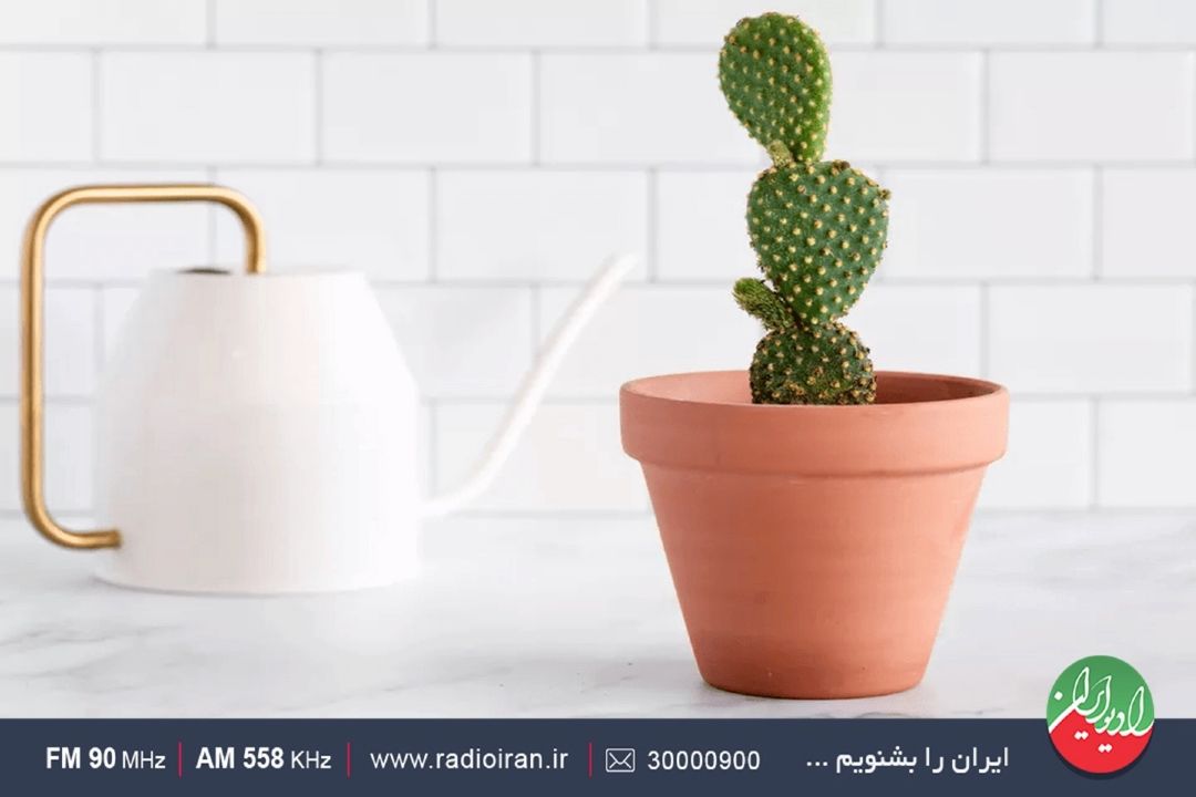 كاكتوس اپونتیا گیاهی مقاوم كه خراب كردن كار سختی است
