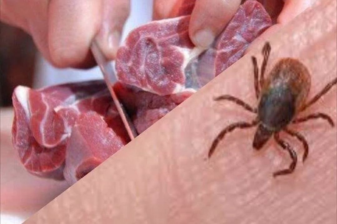 ابتلای 28 نفر به بیماری تب كریمه كنگو 
