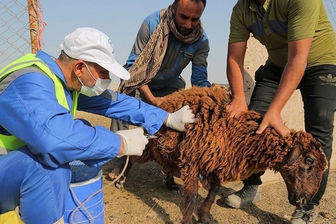 رزمایش جهاد دامپزشكی هر هفته در شهرستان‌ها اجرا می‌شود 