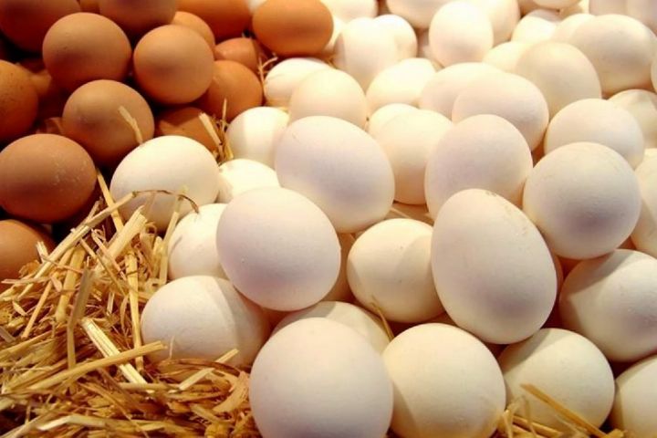 تولید و تامین تخم مرغ استان در روستا