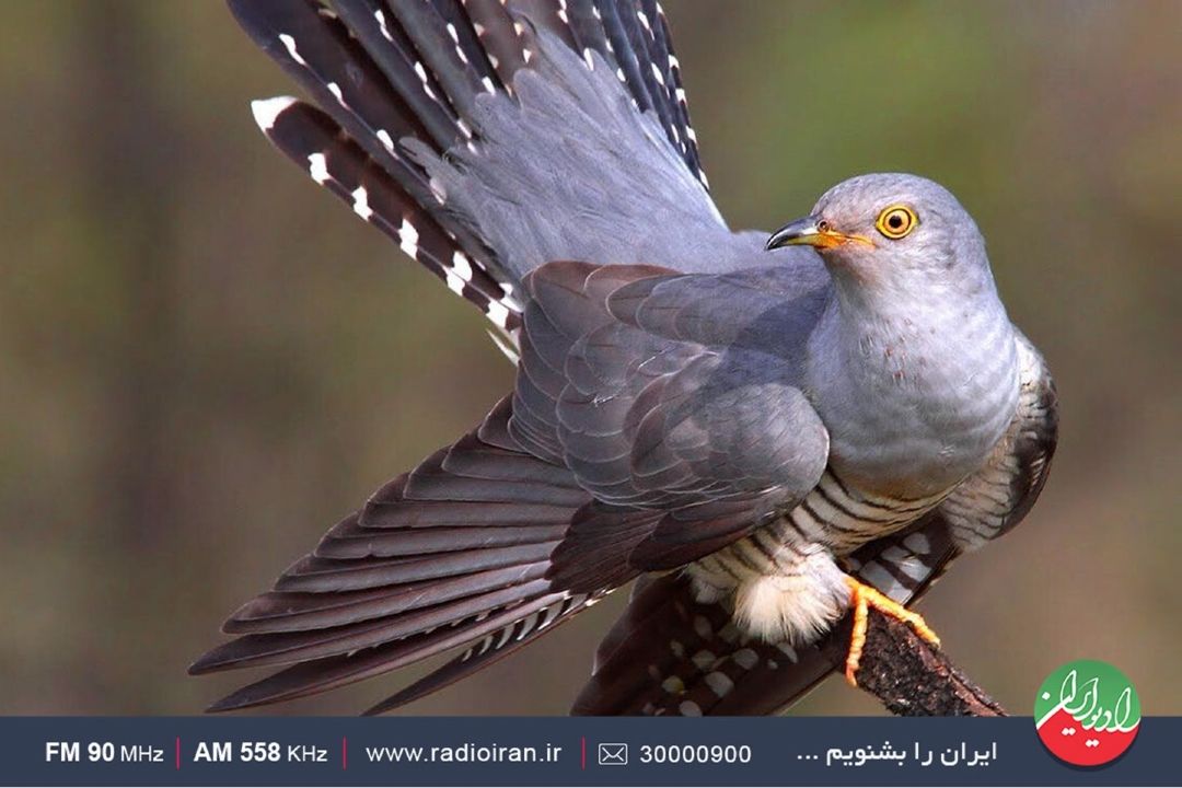 روایت افسانه كوكو در رادیو ایران