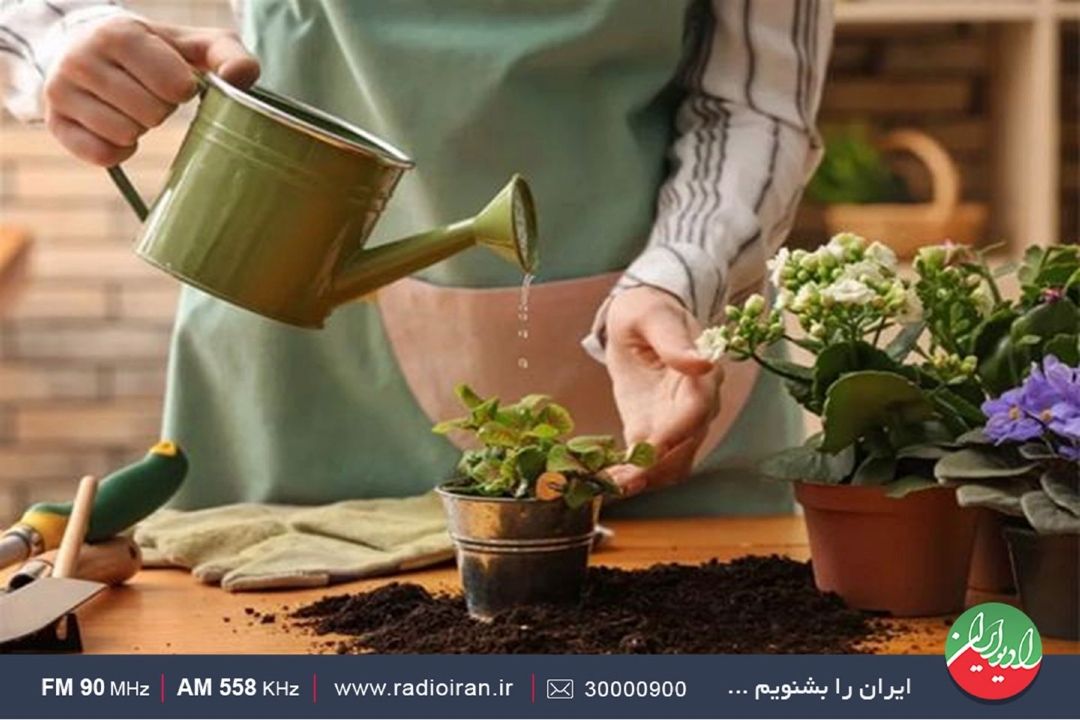 درباره گیاه دفین باخیا چه می دانید؟