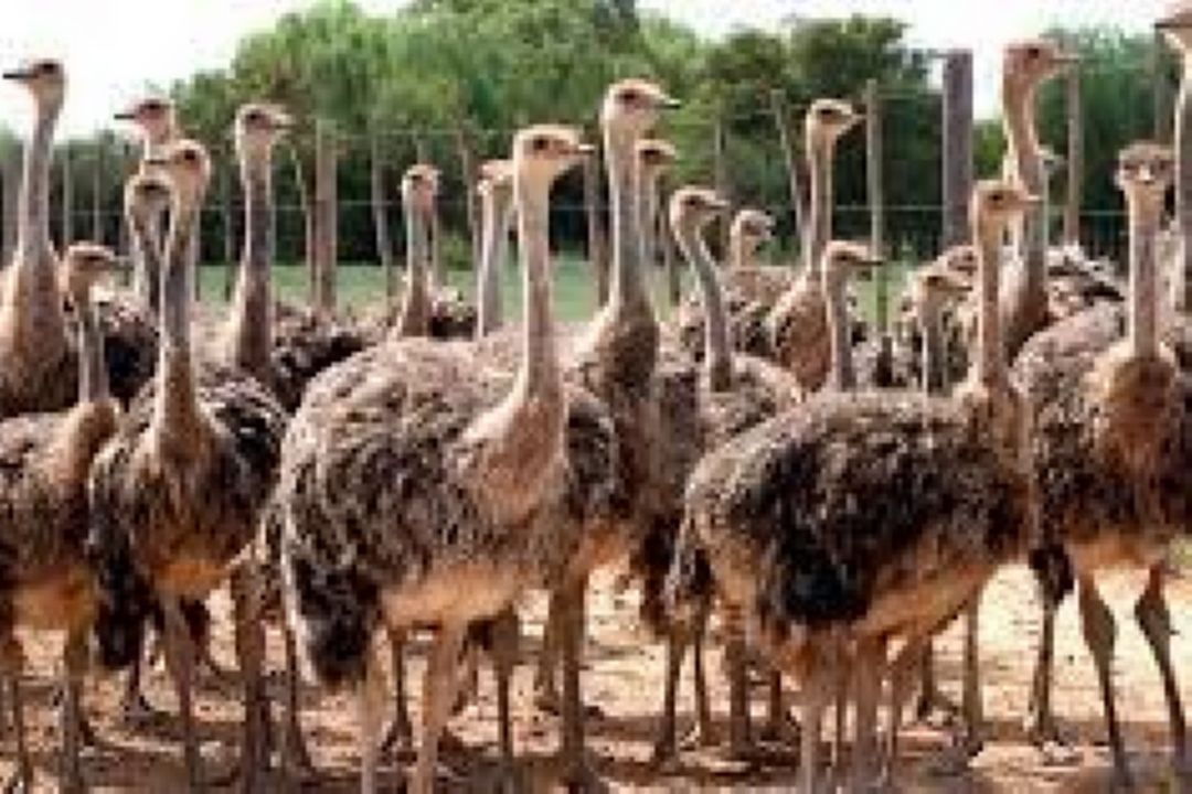 «دوراهی» به دنبال پرورش شترمرغ 