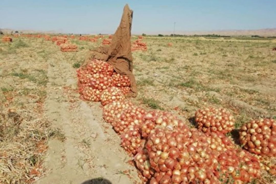 بررسی الگوی كشت پیاز