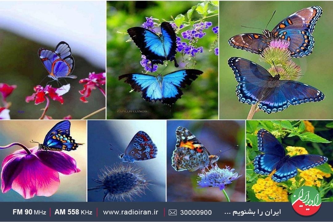 در طبیعت 200 هزار گونه پروانه موجود است