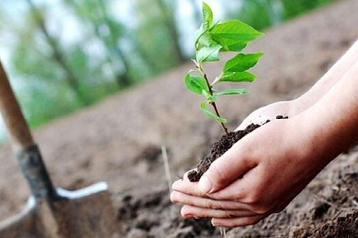 امسال در كشور 250 میلیون درخت كاشته می‌شود