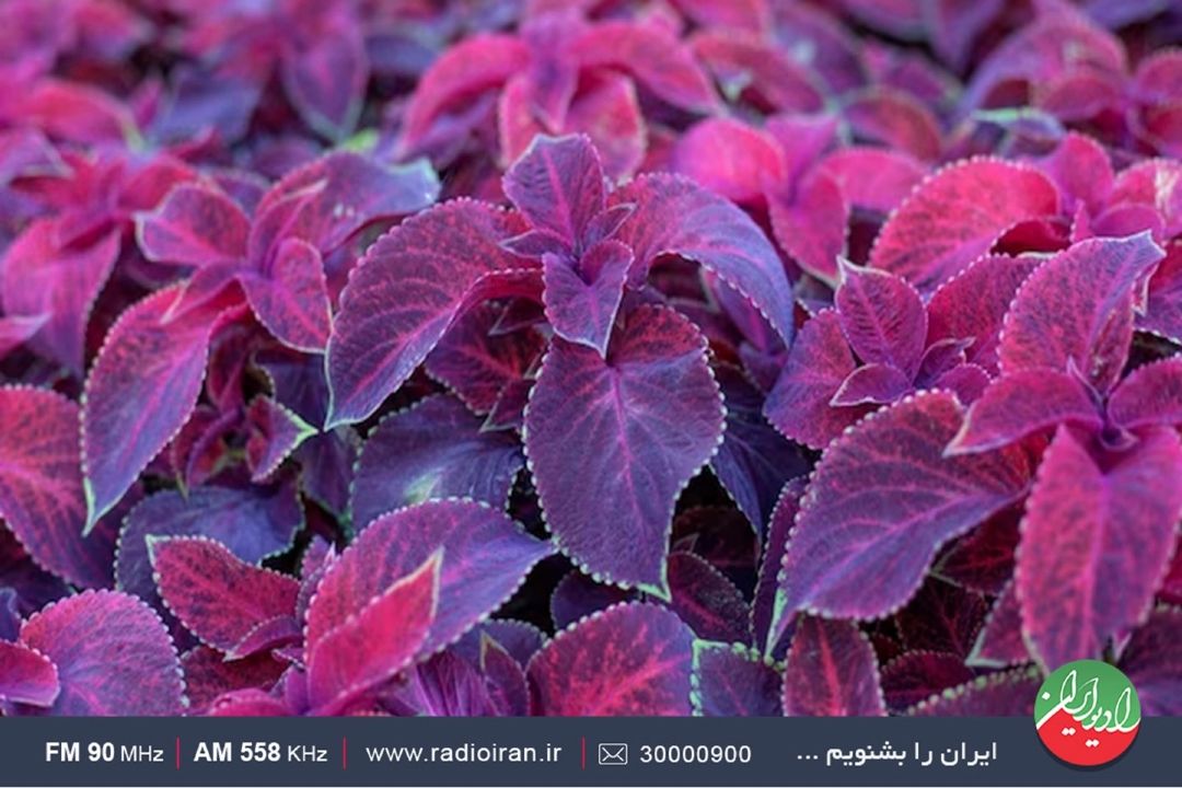 حسن یوسف گیاه دائمی با رنگ برگ های جذاب