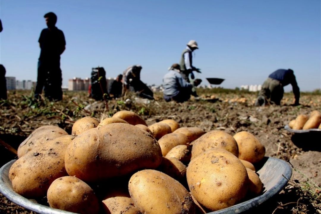 2 هزار روستای قطب تولید و صادرات در كشور داریم