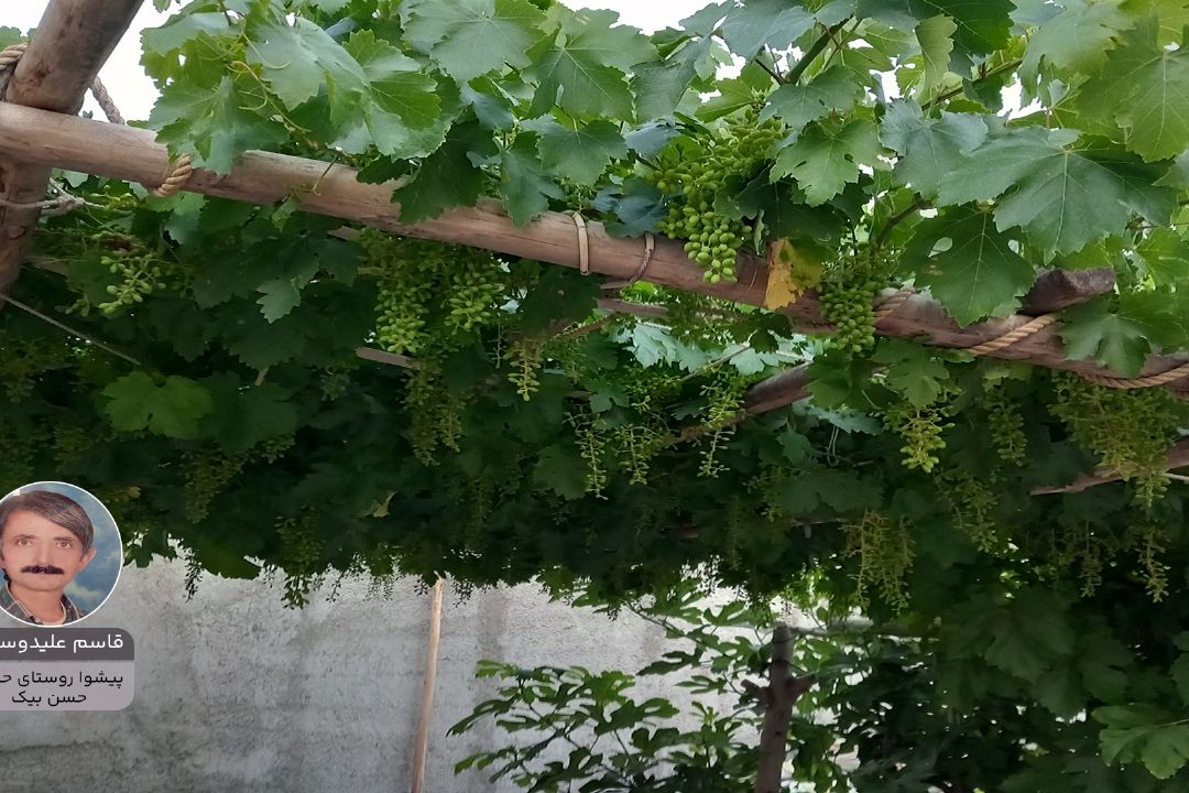 قاسم علیدوستی پویش زیبای ایرن من