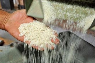 به واردات بیشتر  برنج، نیازی نداریم