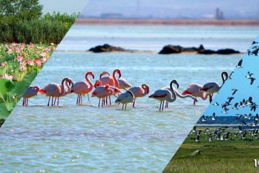 راهكار مجلس برای حفظ گونه‌های آبی در معرض خطر انقراض