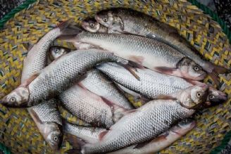 قیمت هر كیلو ماهی قزل‌آلا 170 هزار تومان اعلام شد