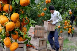 افزایش 3.5 برابری صادرات نارنگی از مازندران 