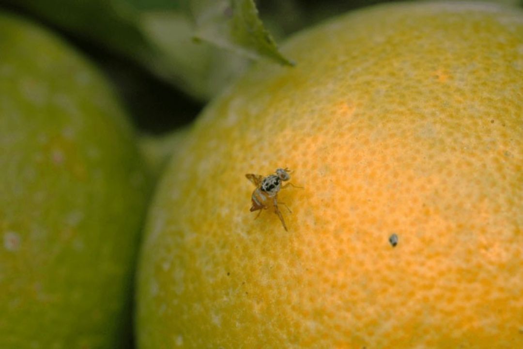 مگس مدیترانه‌ای بلای جان مركبات مازندران 