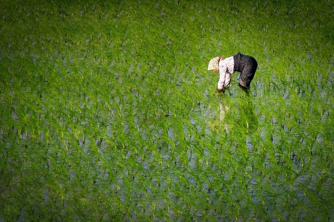 برنج محصولی با فراز و نشیب فراوان
