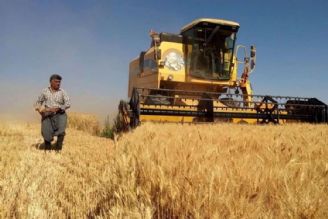 وضعیت تولید بذر گندم و امنیت غذایی 