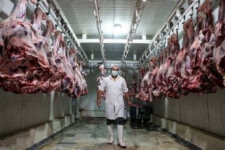 شرایط دام مولد و بازار گوشت سال آینده خوش‌بینانه نیست